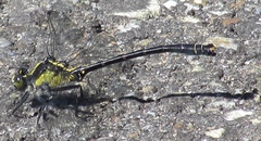 Octogomphus specularis