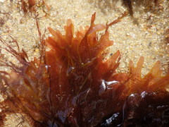 Nitophyllum punctatum