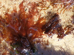 Nitophyllum punctatum