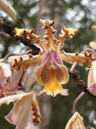 Christina’s Ant-loving Orchid