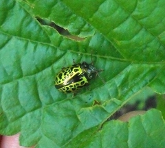 Calligrapha pantherina