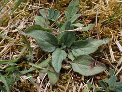 Prunella grandiflora
