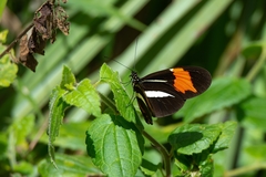 Heliconius besckei