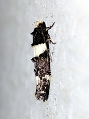 Recurvaria leucatella