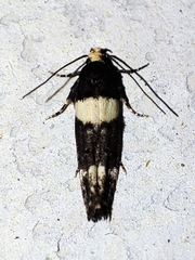 Recurvaria leucatella