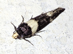 Recurvaria leucatella