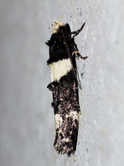 Recurvaria leucatella