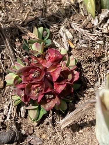 Euphorbia stracheyi, photograph 3