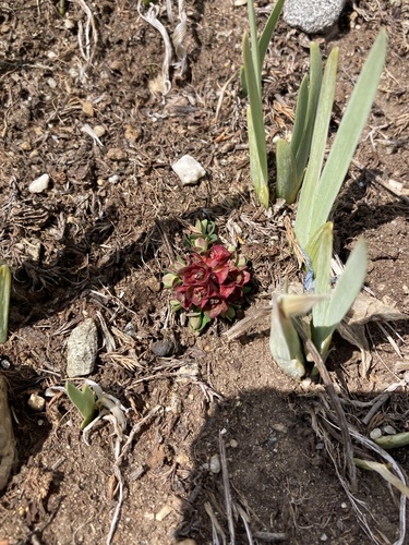 Euphorbia stracheyi, photograph 4