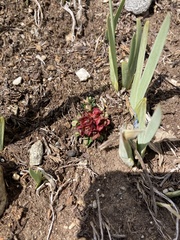 Euphorbia stracheyi, photograph author not stated, no rights reserved