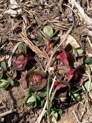 Euphorbia stracheyi, photograph author not stated, no rights reserved
