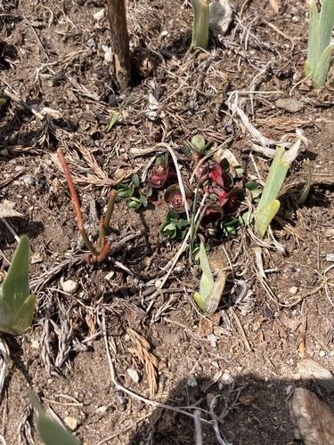 Euphorbia stracheyi, photograph 6