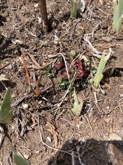 Euphorbia stracheyi, photograph author not stated, no rights reserved
