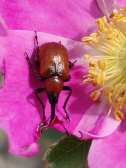 Merhynchites wickhami