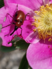 Merhynchites wickhami