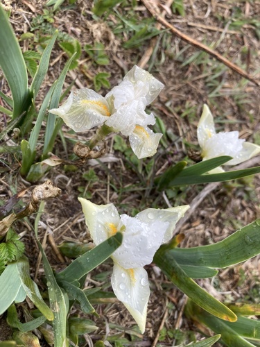 Iris kemaonensis, photograph 5