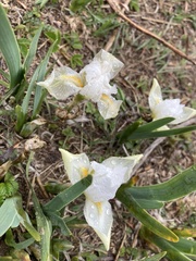 Iris kemaonensis, photograph author not stated, no rights reserved
