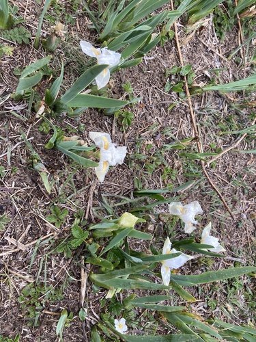 Iris kemaonensis, photograph 6