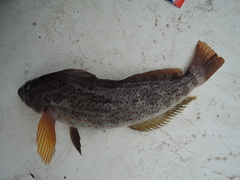 Hexagrammos decagrammus