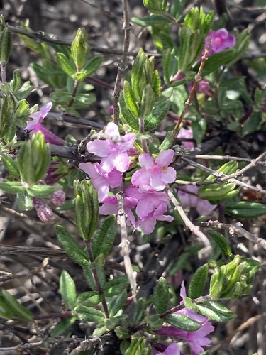 Lonicera rupicola, photograph 5