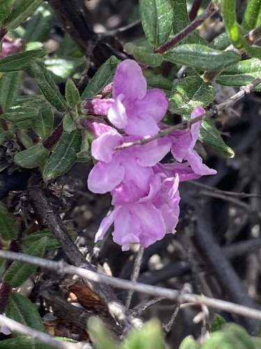Lonicera rupicola, photograph 6