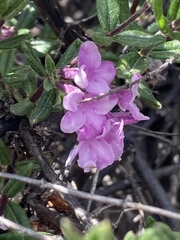 Lonicera rupicola, photograph author not stated, no rights reserved