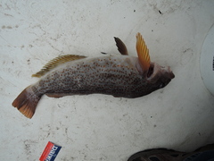 Hexagrammos decagrammus