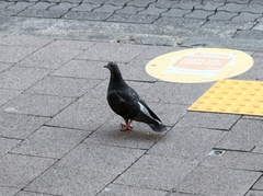 Columba livia domestica