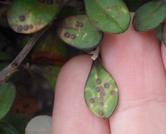 Chrysomphalus pinnulifer