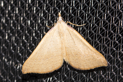 Anachloris tofocolorata