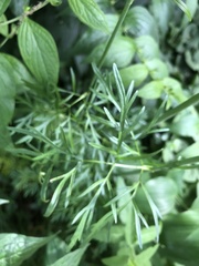 Perideridia americana