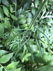 Perideridia americana