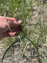 Tradescantia bracteata