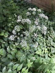 Perideridia americana