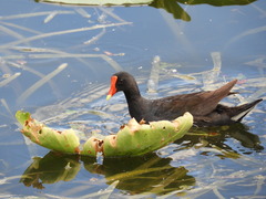 Gallinula galeata