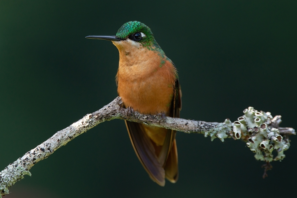Brazilian Ruby photo