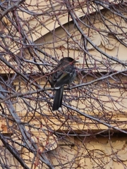 Anthochaera chrysoptera