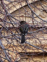 Anthochaera chrysoptera