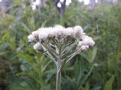 Antennaria anaphaloides