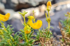 Calceolaria hypericina