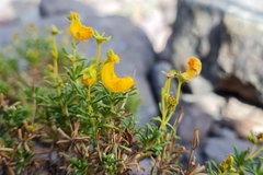 Calceolaria hypericina