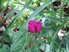 Paeonia broteri