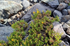 Calceolaria hypericina