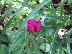 Paeonia broteri