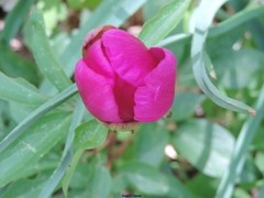 Paeonia broteri