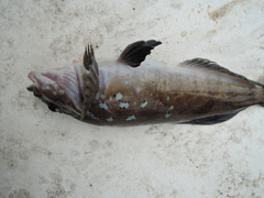 Hexagrammos decagrammus