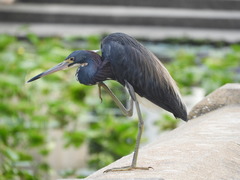 Egretta tricolor