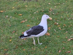 Larus dominicanus