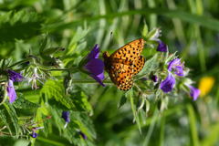 Boloria euphrosyne