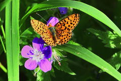 Boloria euphrosyne